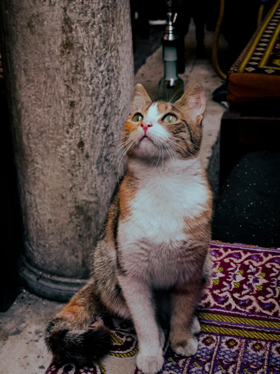 the cat is looking up and sitting on a rug