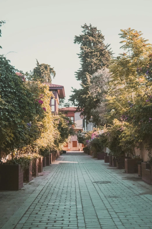 a road surrounded by trees, with a building in the background