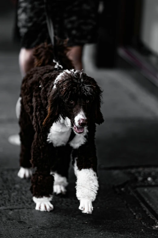 the dog is walking down the sidewalk with its owner