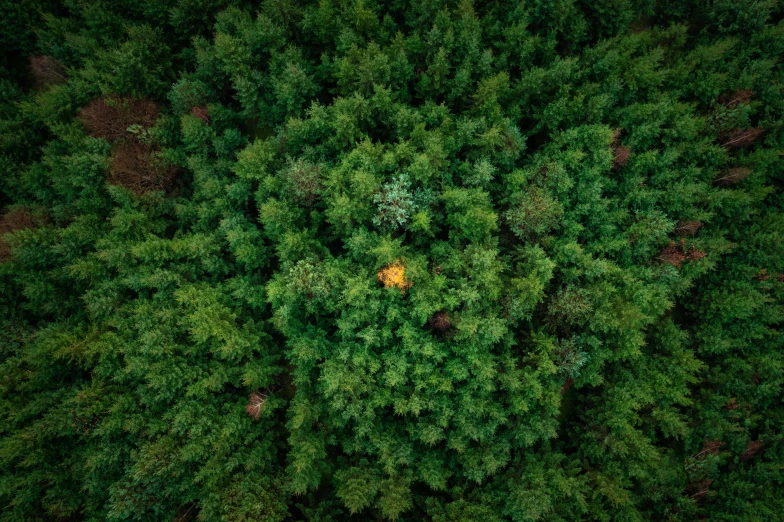 a green tree with some brown patches in the middle