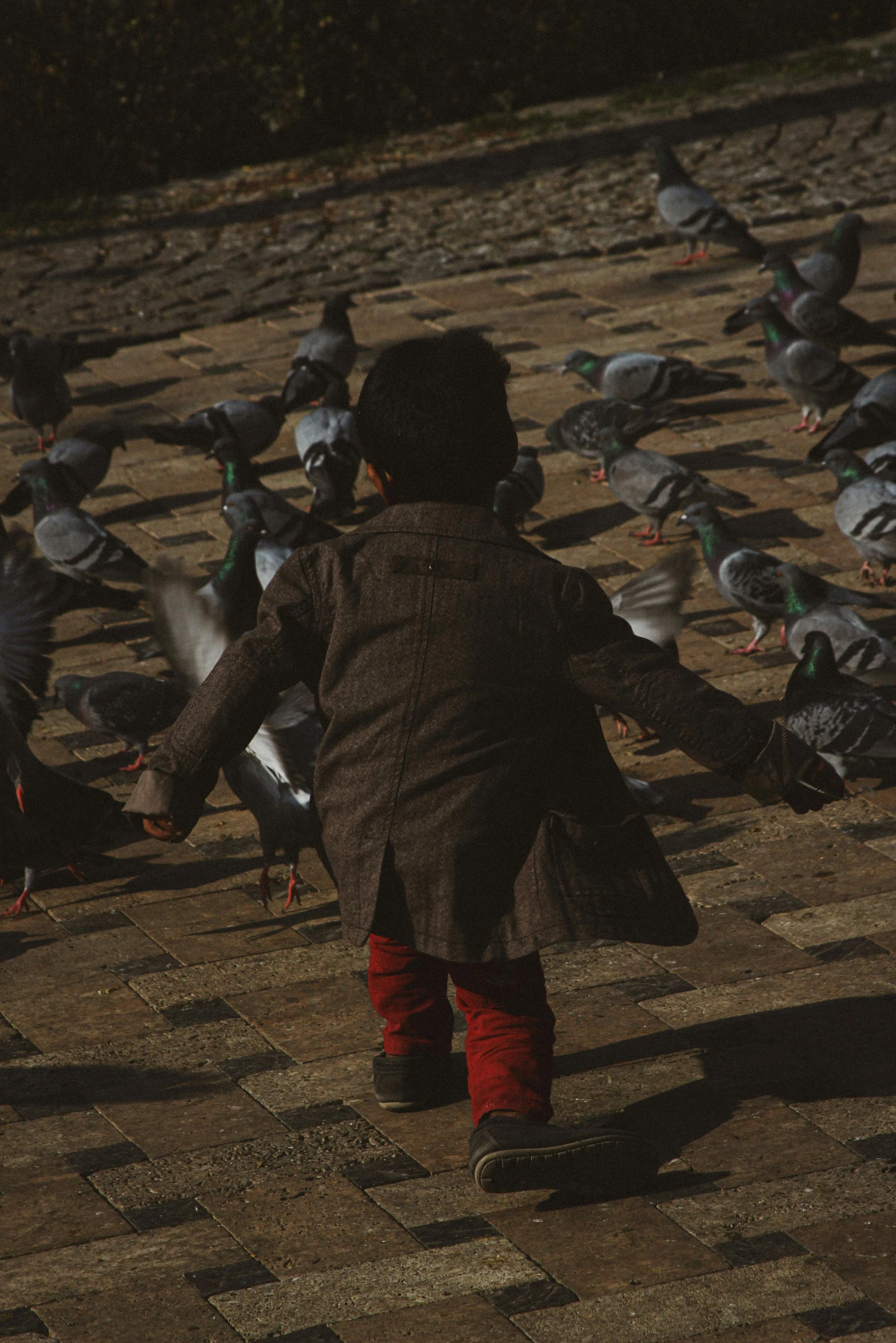 a child looking at many pigeons on the ground