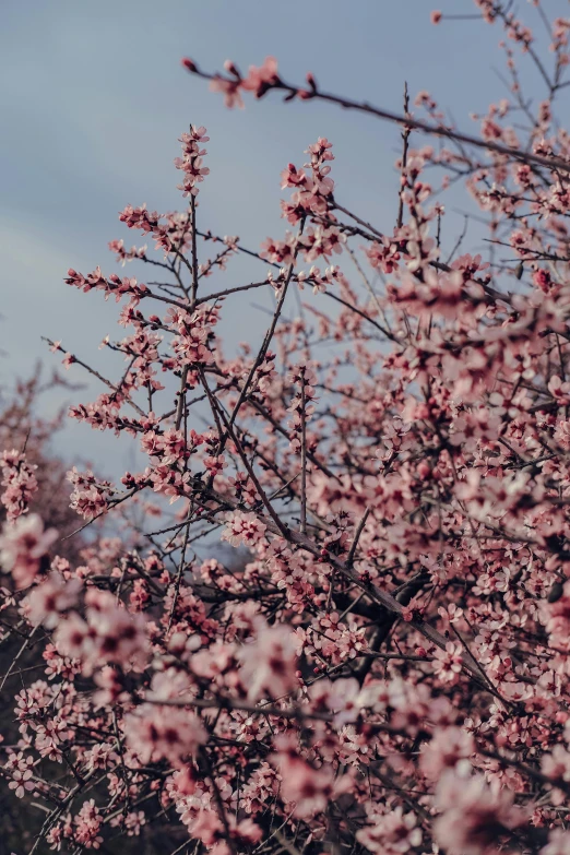 a bunch of pink flowers blooming in the air