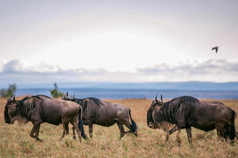 three animals walking around on brown grass in an open area