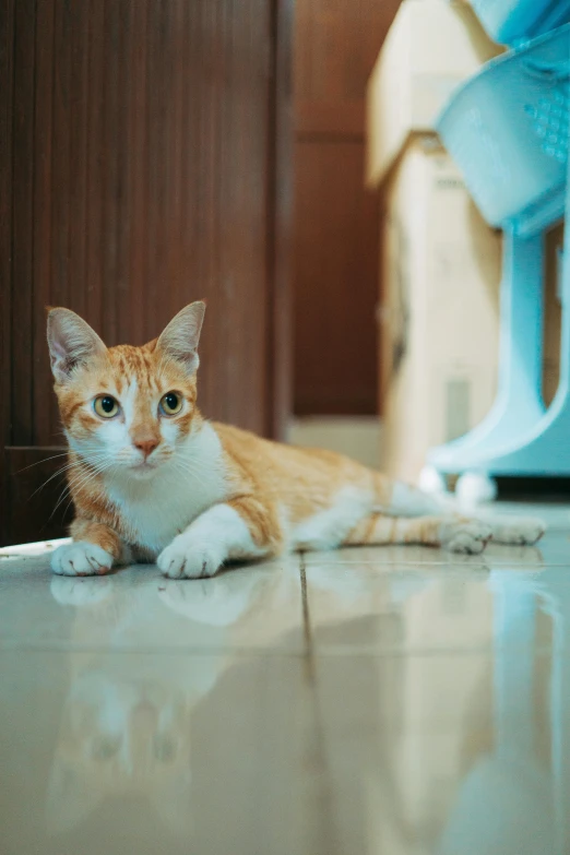 a cat lays on the floor next to a high heeled shoe