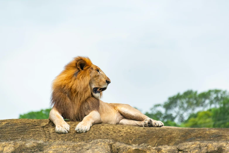a lion laying down on the side of a rock wall