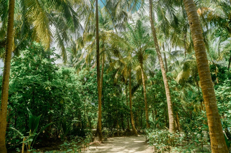 a dirt road surrounded by tropical trees and vegetation