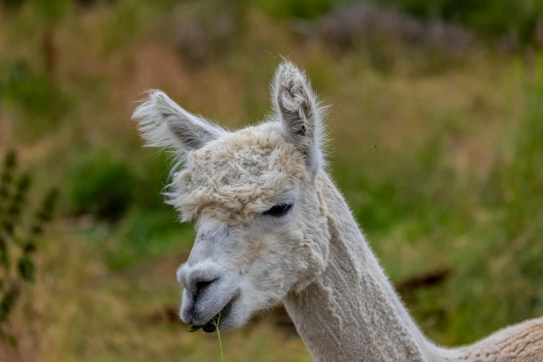 an alpaca with some long hair on it's head