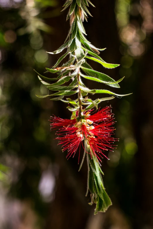 some bright red flowers are growing on a plant