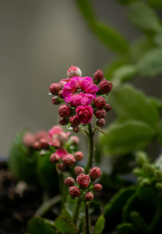 small flowers growing from the ground, near leaves