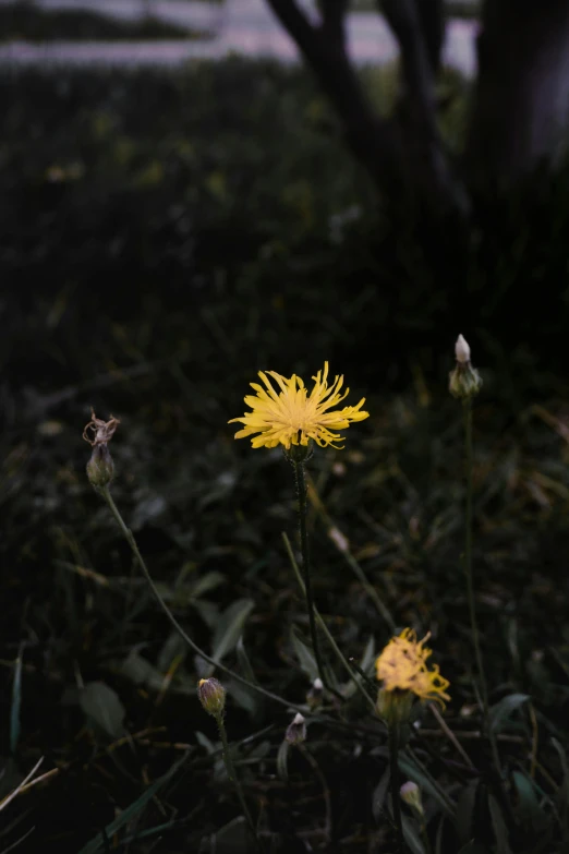 a couple of yellow flowers sitting on top of a green field