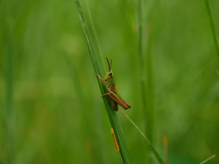 an insect is sitting on some grass in the sun