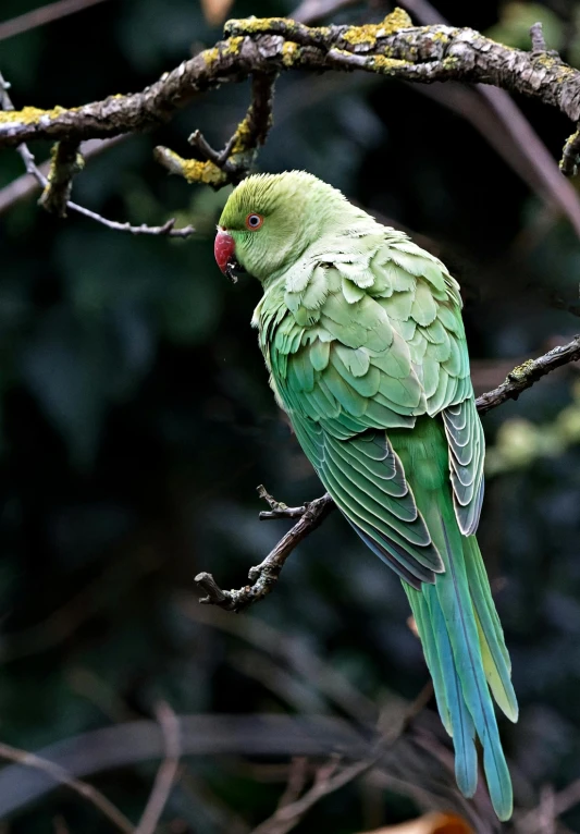 a green bird perched on top of a tree nch