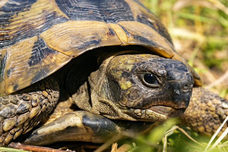 a turtle is standing in the grass looking around