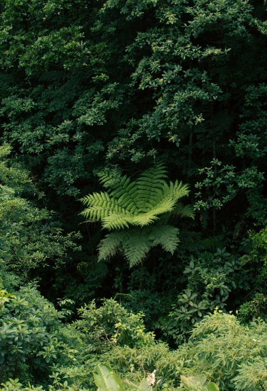 a large group of trees in the forest