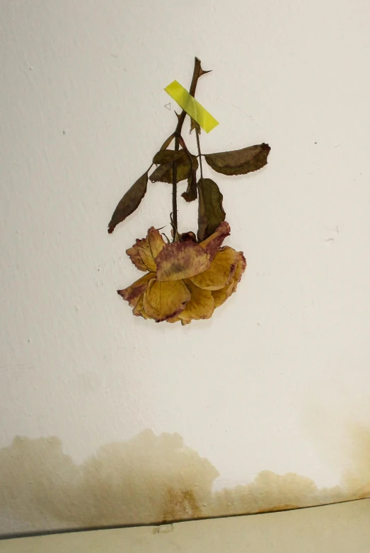 an open flower is hanging from a wall