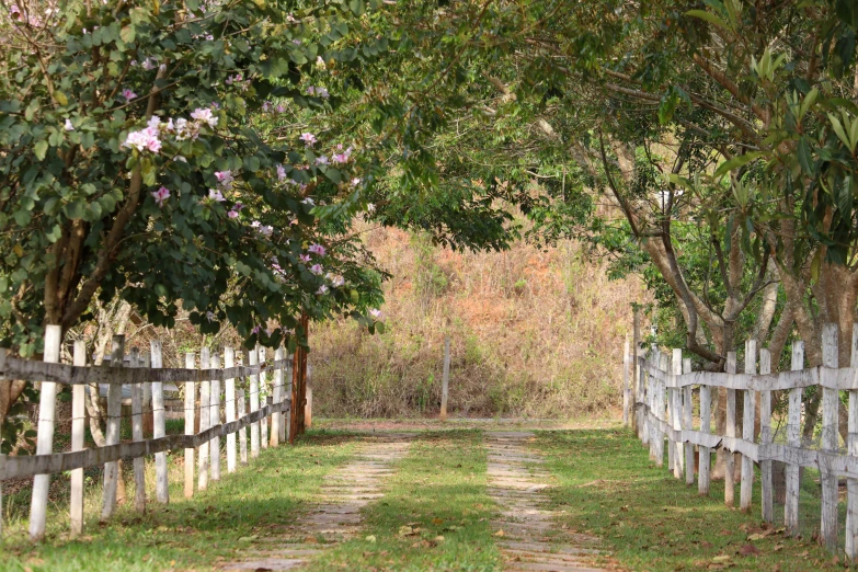 a path through a forest leading to the woods