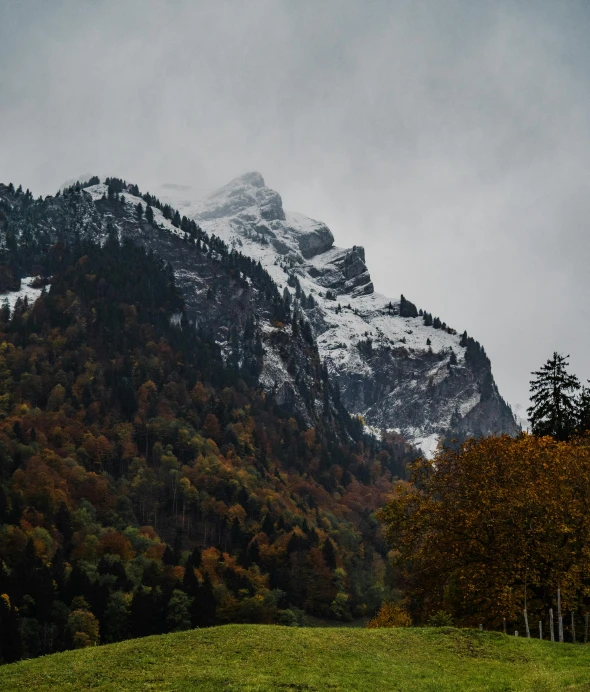 a snow covered mountain in the background with trees and green grass