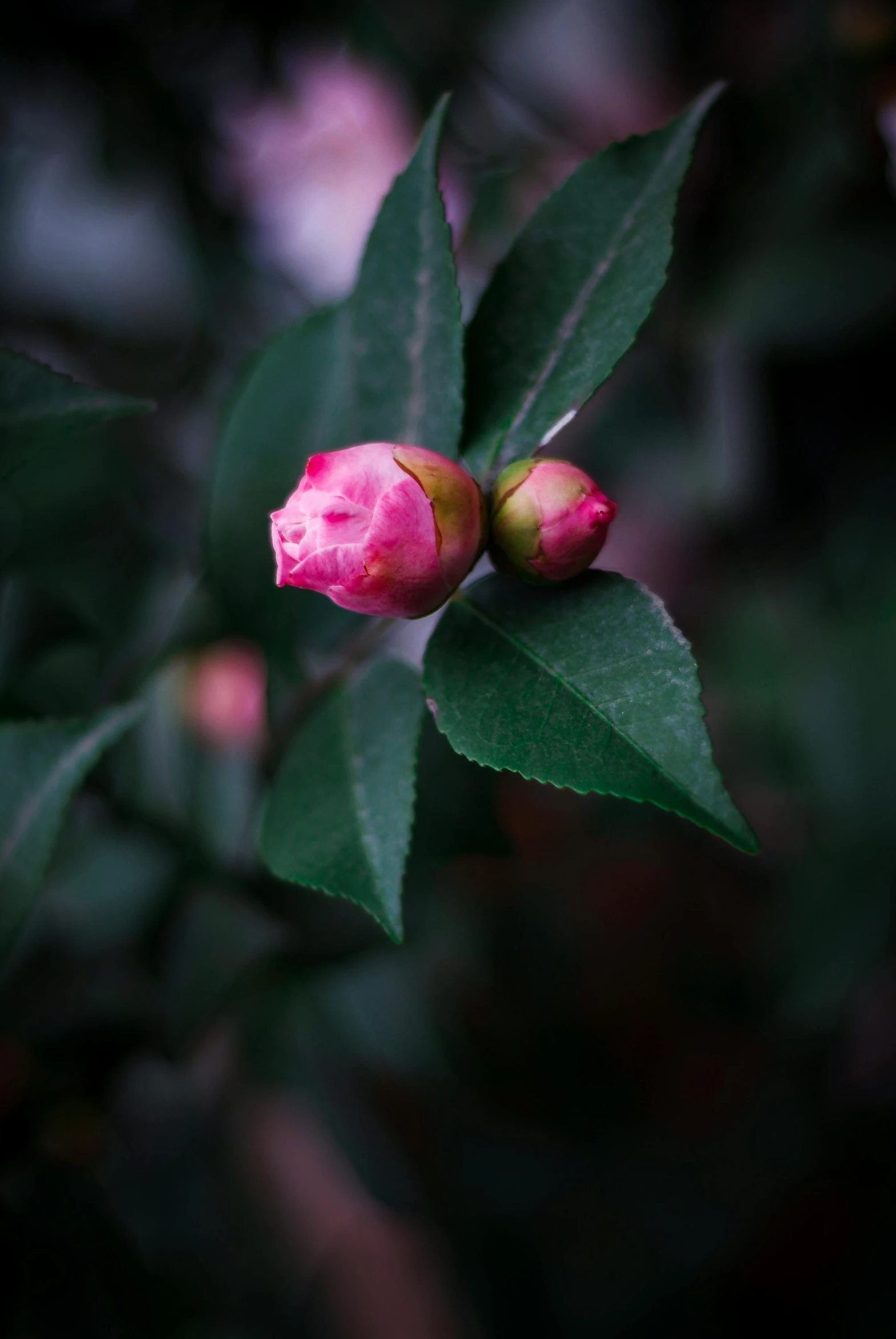 two buds that are next to each other