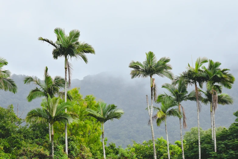 many trees in a tropical forest near a mountain