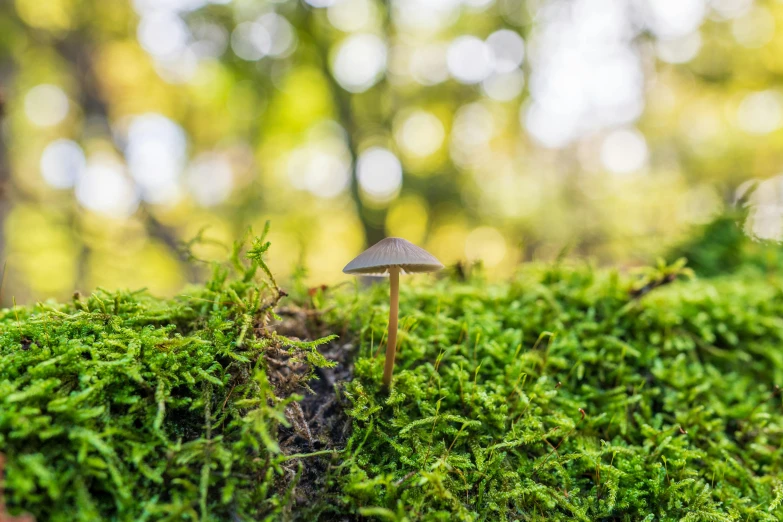 a tiny mushroom on a mossy surface in the woods