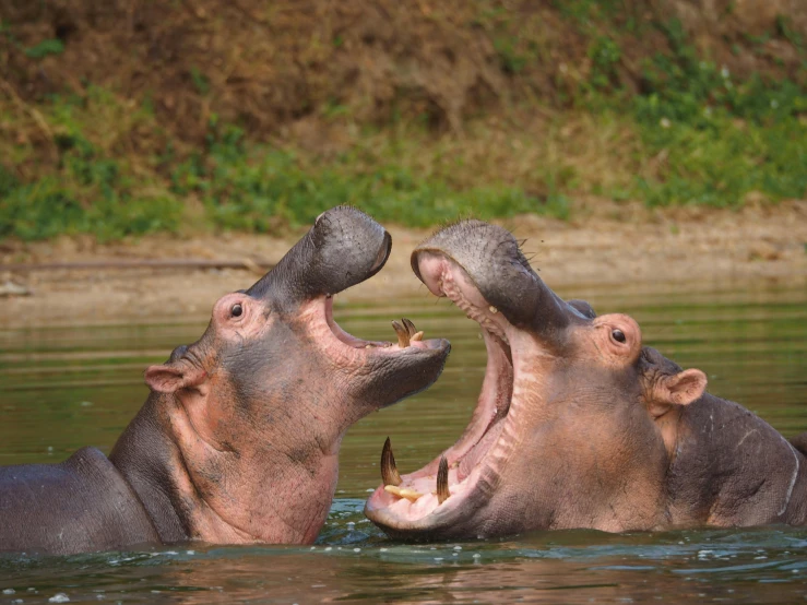 two hippos in a body of water playing with each other