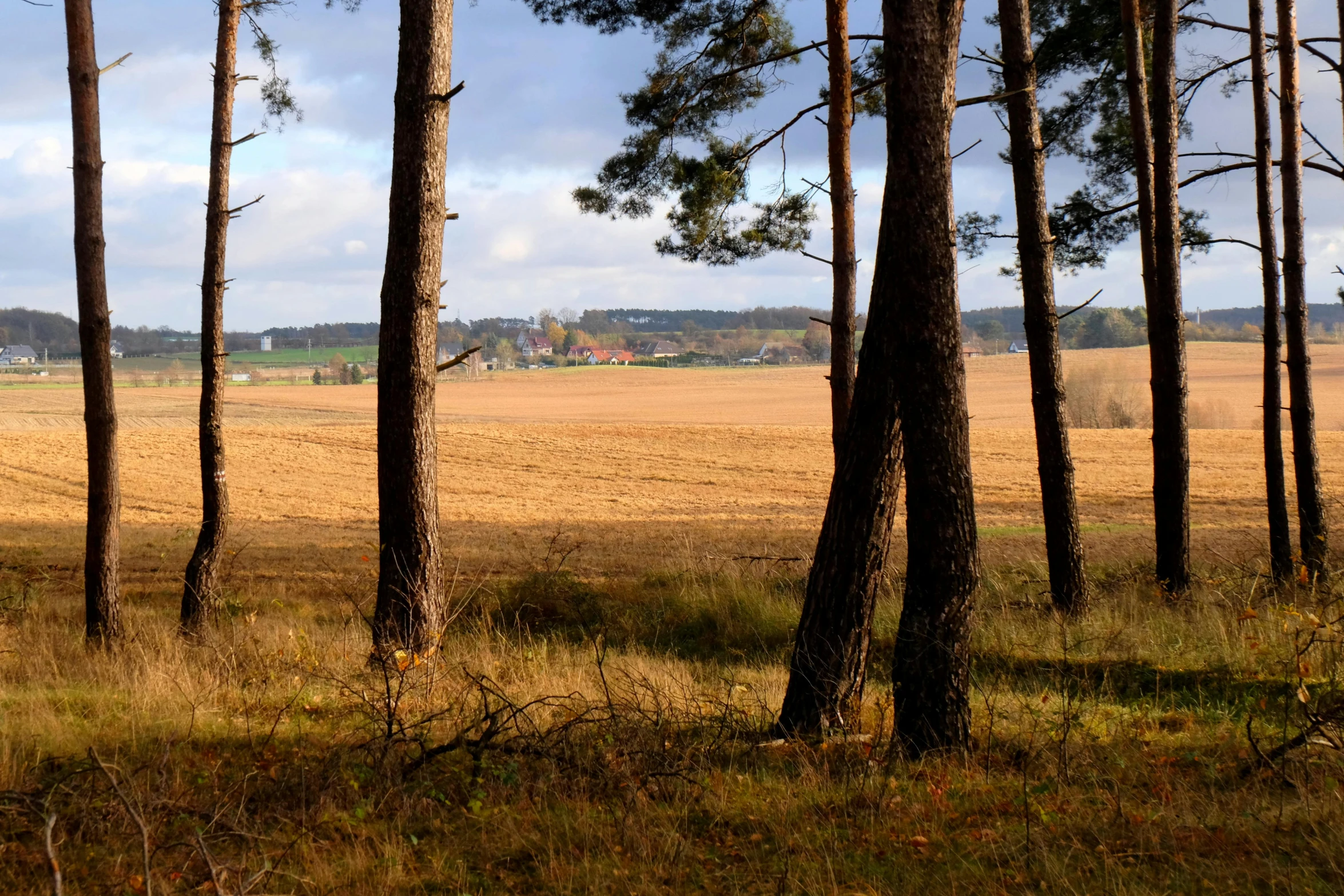 this is a field with lots of grass and trees