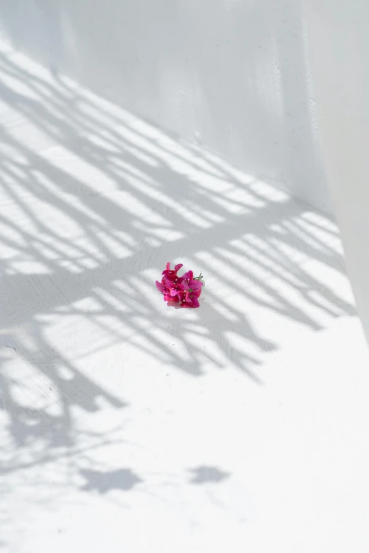 a flower sitting in the shade of a large wall