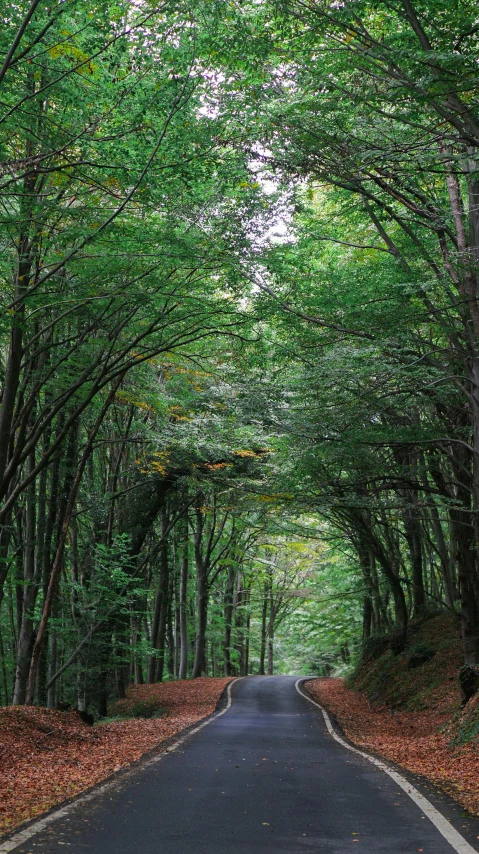 a tree lined street with trees on both sides