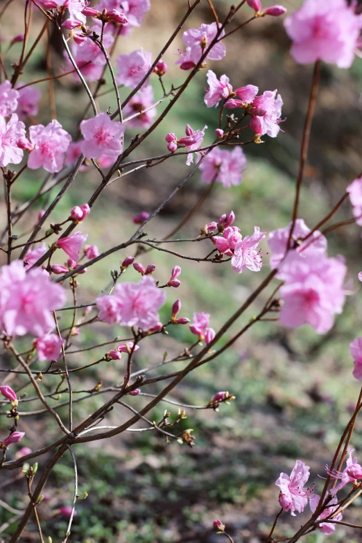 the flowers are blooming on the bush