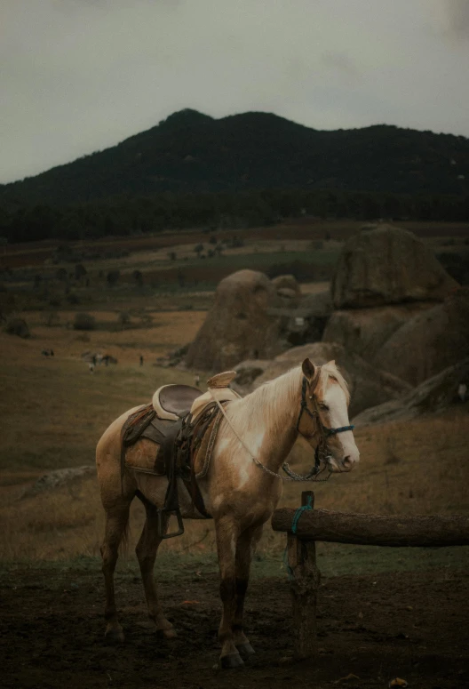 the white horse is standing by the old log