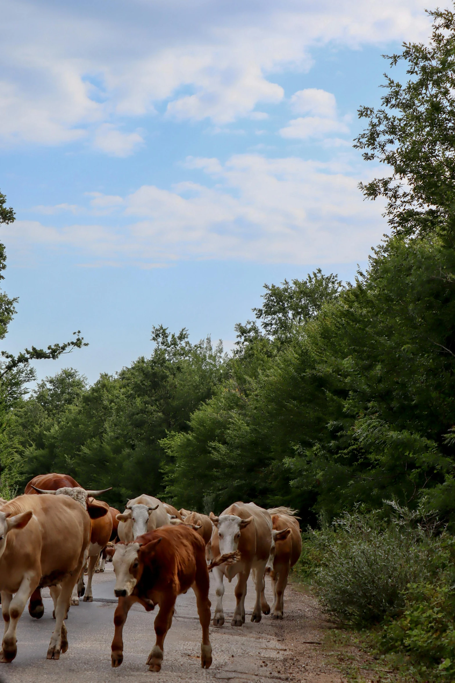 a herd of cattle walking along a dirt road through trees