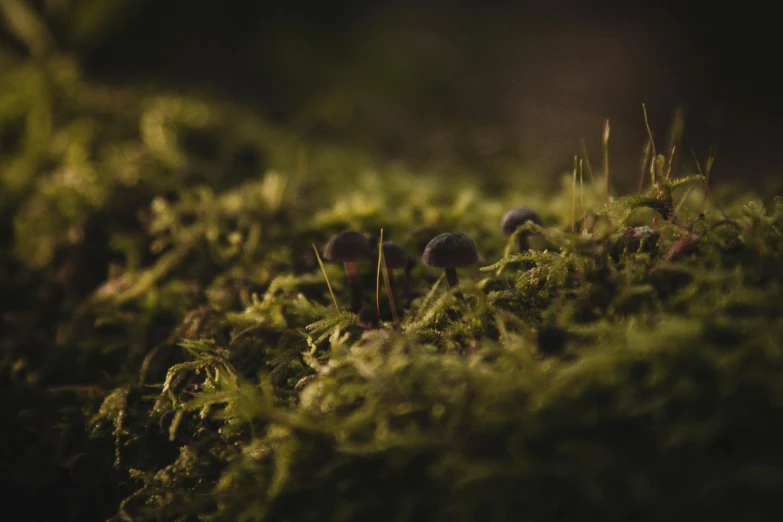 some tiny mushrooms are growing on some moss