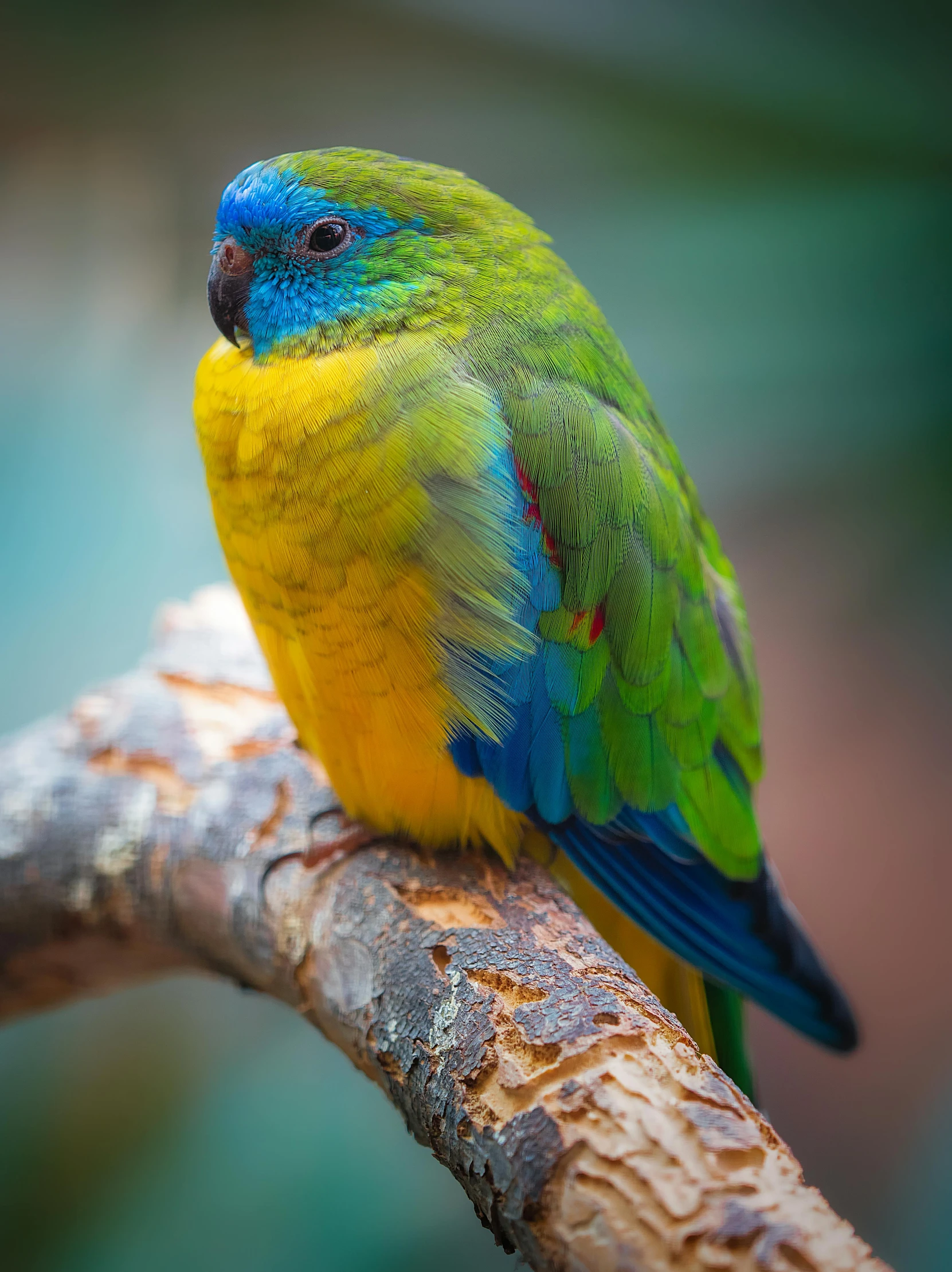 a bright yellow and green parrot is sitting on a nch