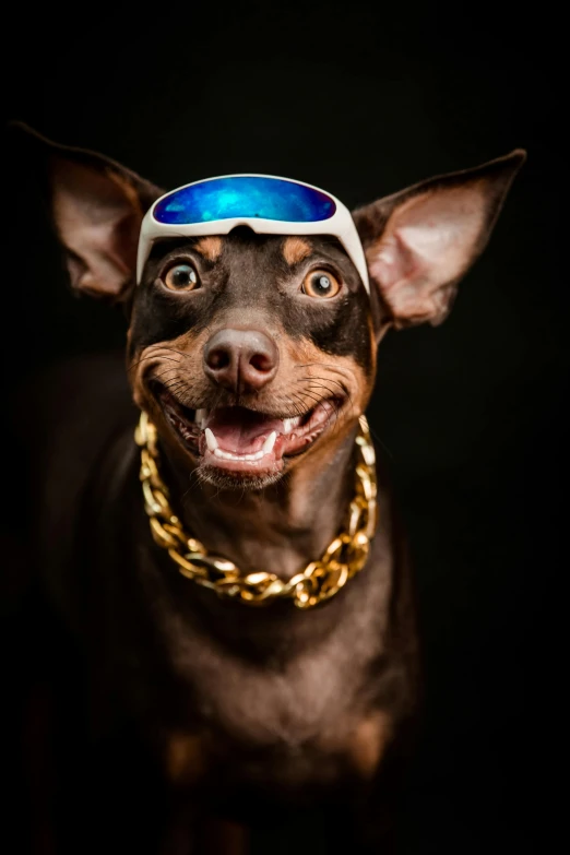 a dog wearing a bandana and a goggles over its head