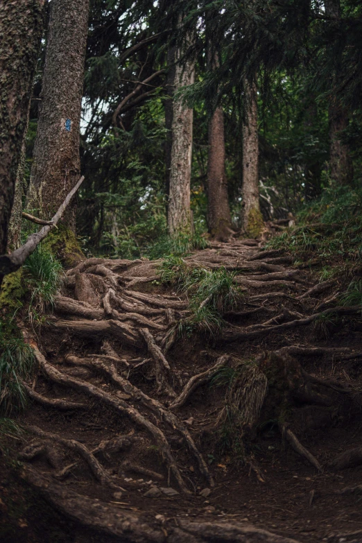 some very big trees that have exposed the roots