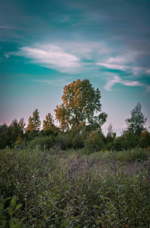 a field with trees and bushes on the ground