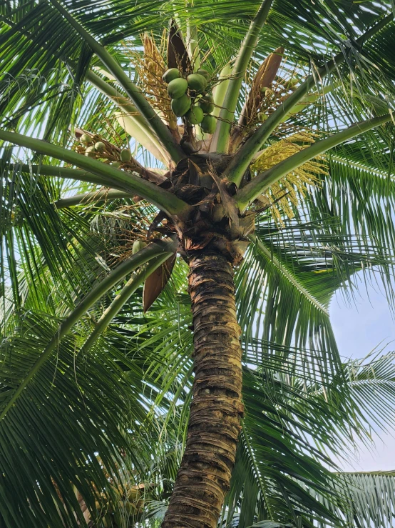 a tree with fruit growing on it is shown in the foreground