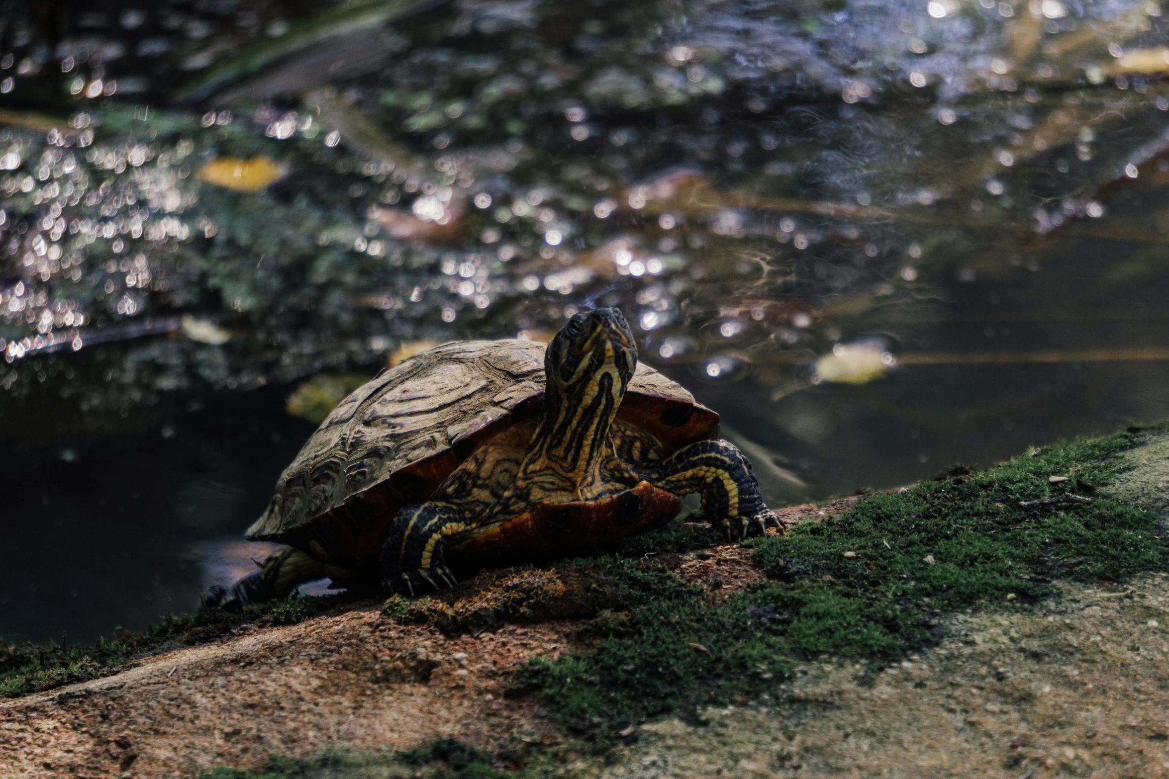 turtle sitting on edge of grassy slope looking at water