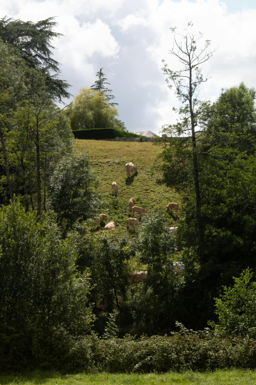 a herd of sheep grazing on grass and trees