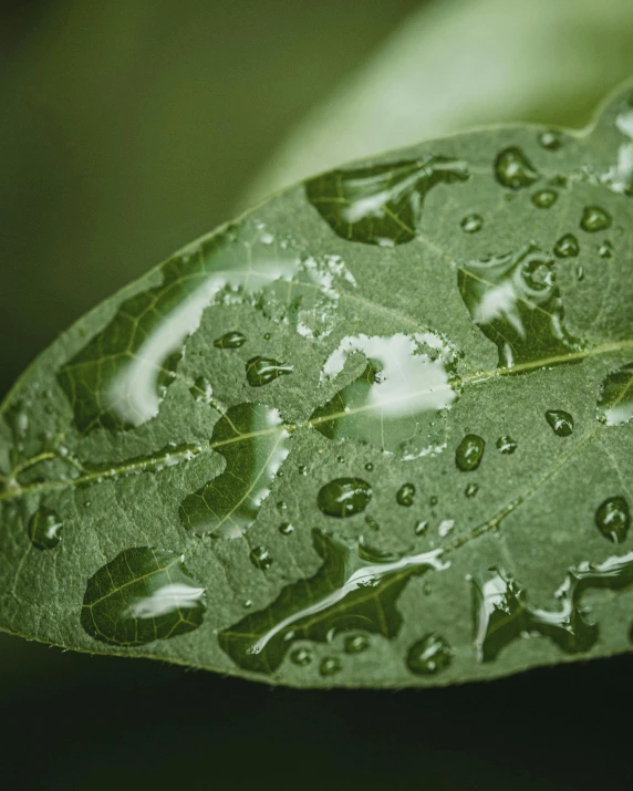 dew on a green leaf during the day