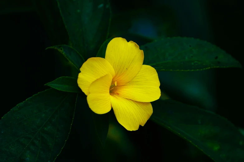 a large yellow flower with some green leaves in it