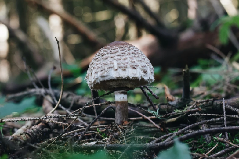 a mushroom grows out of the nches of the forest floor