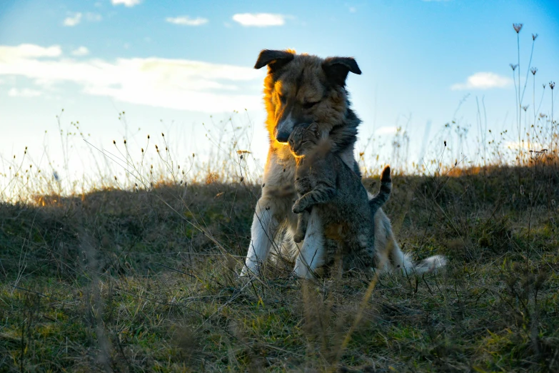 two dogs playing together in a field with grass