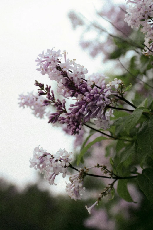 purple flowers on tree nches against cloudy sky