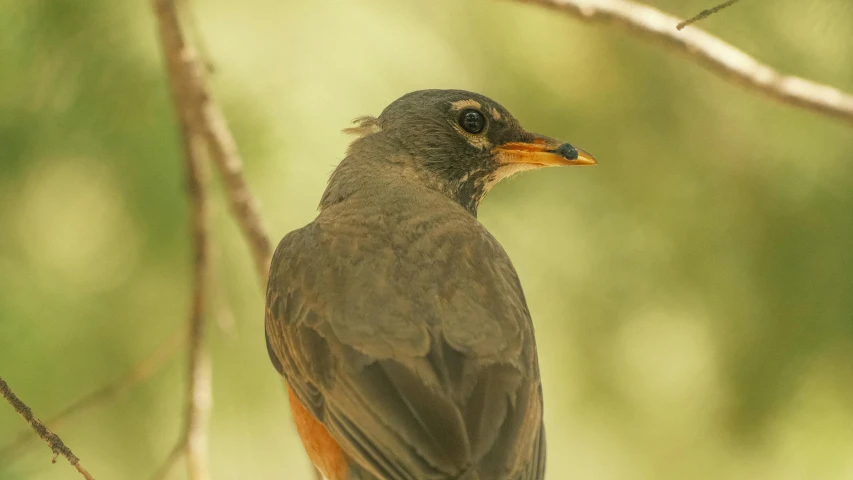 a bird sits on a nch, with green and yellow background