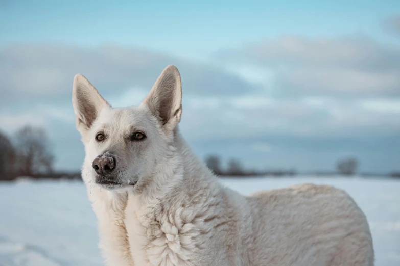 a large white dog stands in snow next to trees