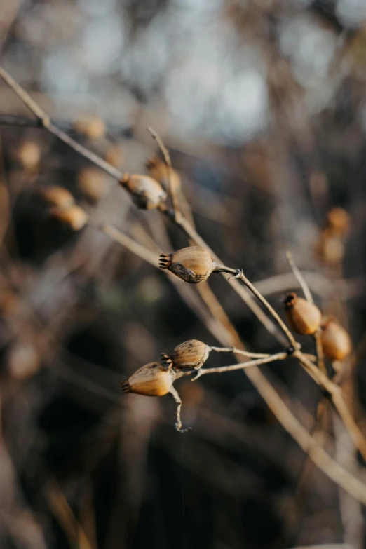 small leaves and dead grass growing on the nch