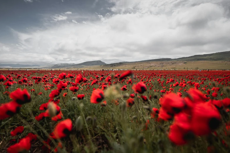 an area full of tall and green grass covered in flowers