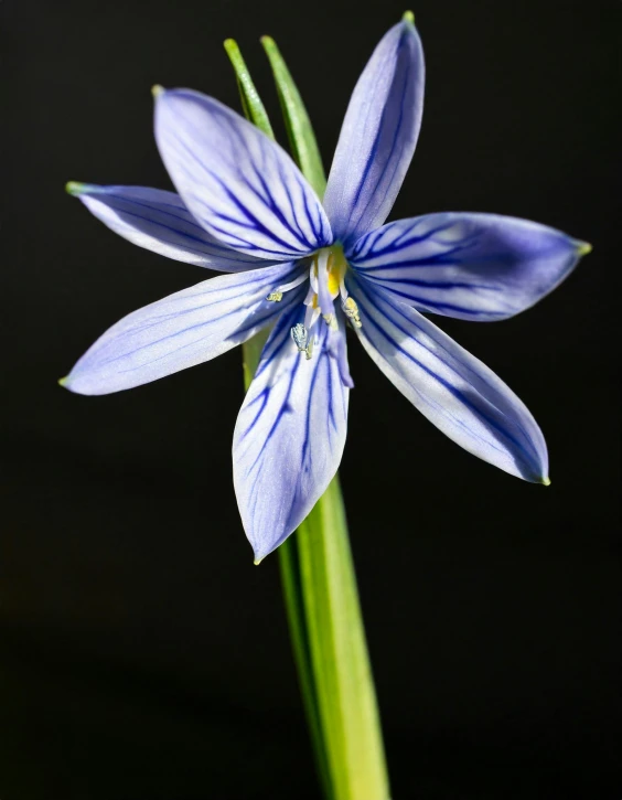 a blue flower is shown in the center