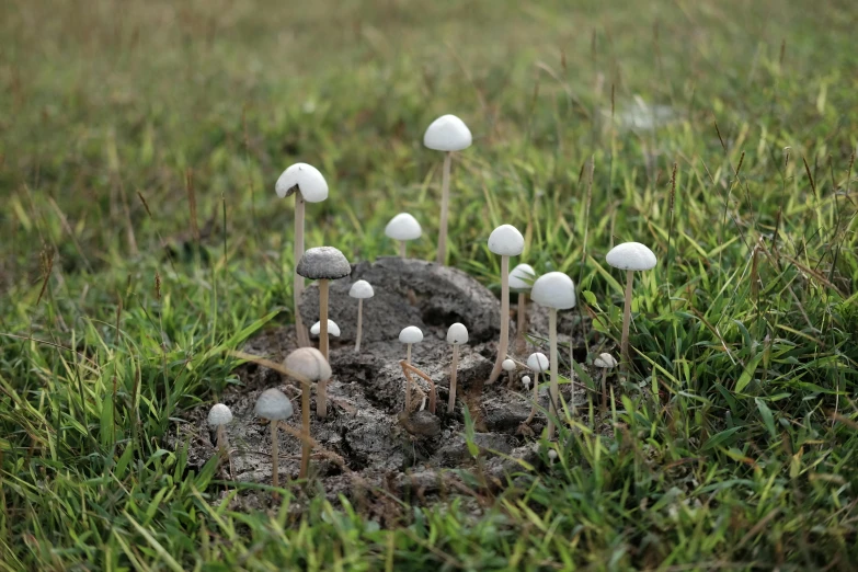 small white mushrooms growing in a pile of dirt